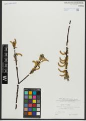 Foto von Salix alba L.